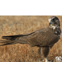 گونه شاهین بلوچی Laggar Falcon